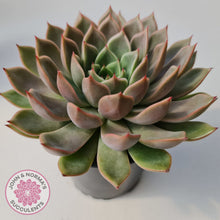 Load image into Gallery viewer, Echeveria 'Hong Yu' malgan (XL)