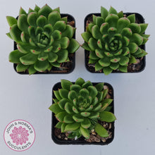 Load image into Gallery viewer, Echeveria 'Jade Point' - John & Norma's Succulents Australia