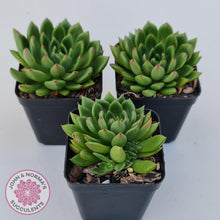 Load image into Gallery viewer, Echeveria 'Jade Point' - John & Norma's Succulents Australia