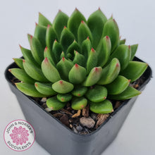 Load image into Gallery viewer, Echeveria 'Jade Point' - John & Norma's Succulents Australia