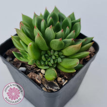 Load image into Gallery viewer, Echeveria 'Jade Point' - John & Norma's Succulents Australia