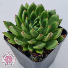 Load image into Gallery viewer, Echeveria 'Jade Point' - John & Norma's Succulents Australia
