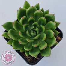 Load image into Gallery viewer, Echeveria 'Jade Point' - John & Norma's Succulents Australia