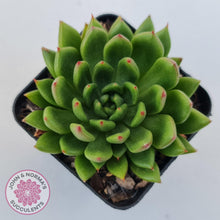 Load image into Gallery viewer, Echeveria 'Jade Point' - John & Norma's Succulents Australia