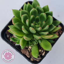 Load image into Gallery viewer, Echeveria 'Jade Point' - John & Norma's Succulents Australia
