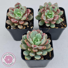 Load image into Gallery viewer, Echeveria Jelly Jam - John & Norma's Succulents