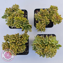Load image into Gallery viewer, Echeveria Kristen Crest