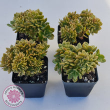 Load image into Gallery viewer, Echeveria Kristen Crest