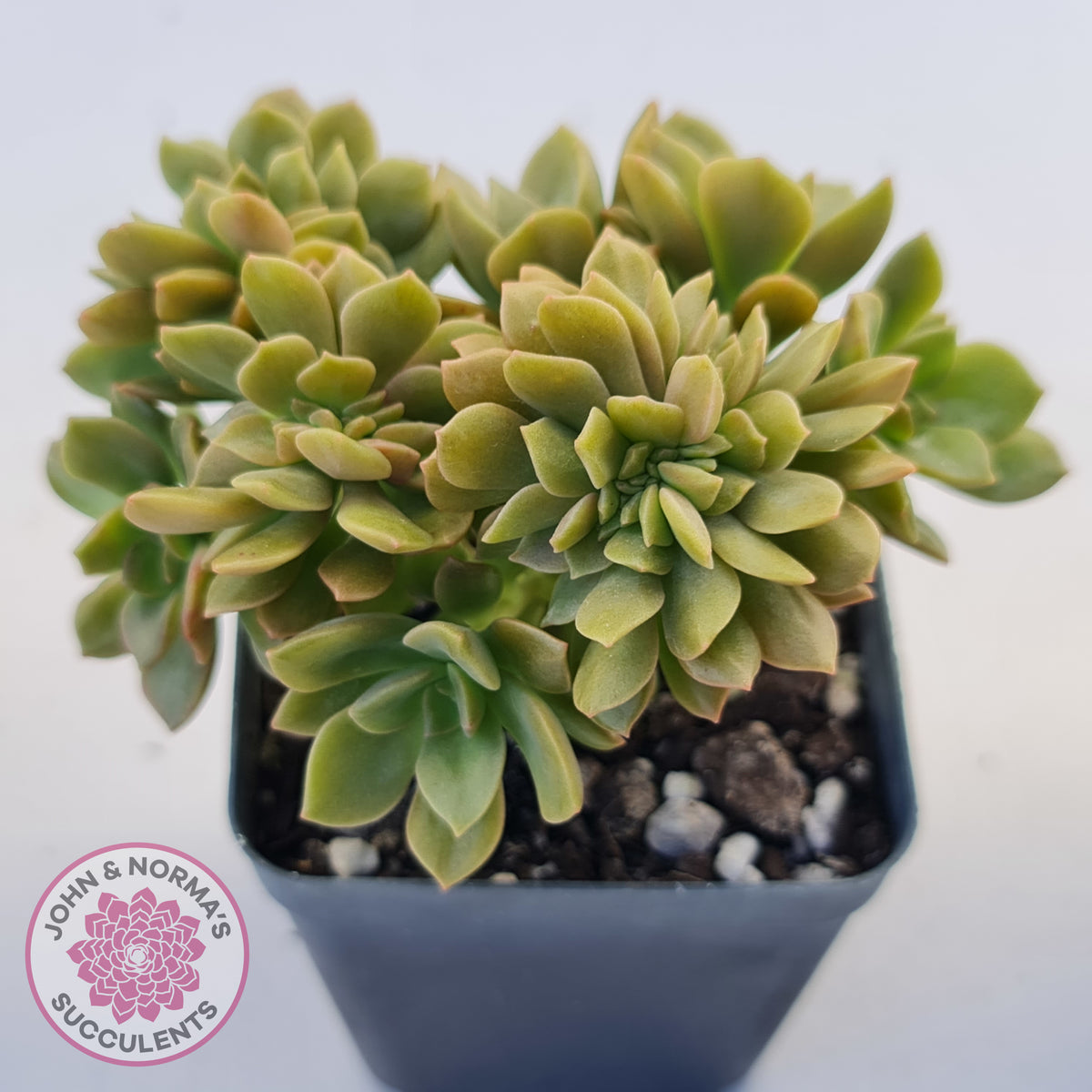 Echeveria Kristen Crest