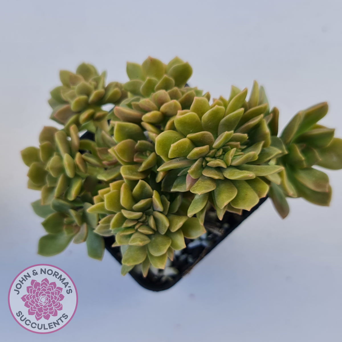 Echeveria Kristen Crest