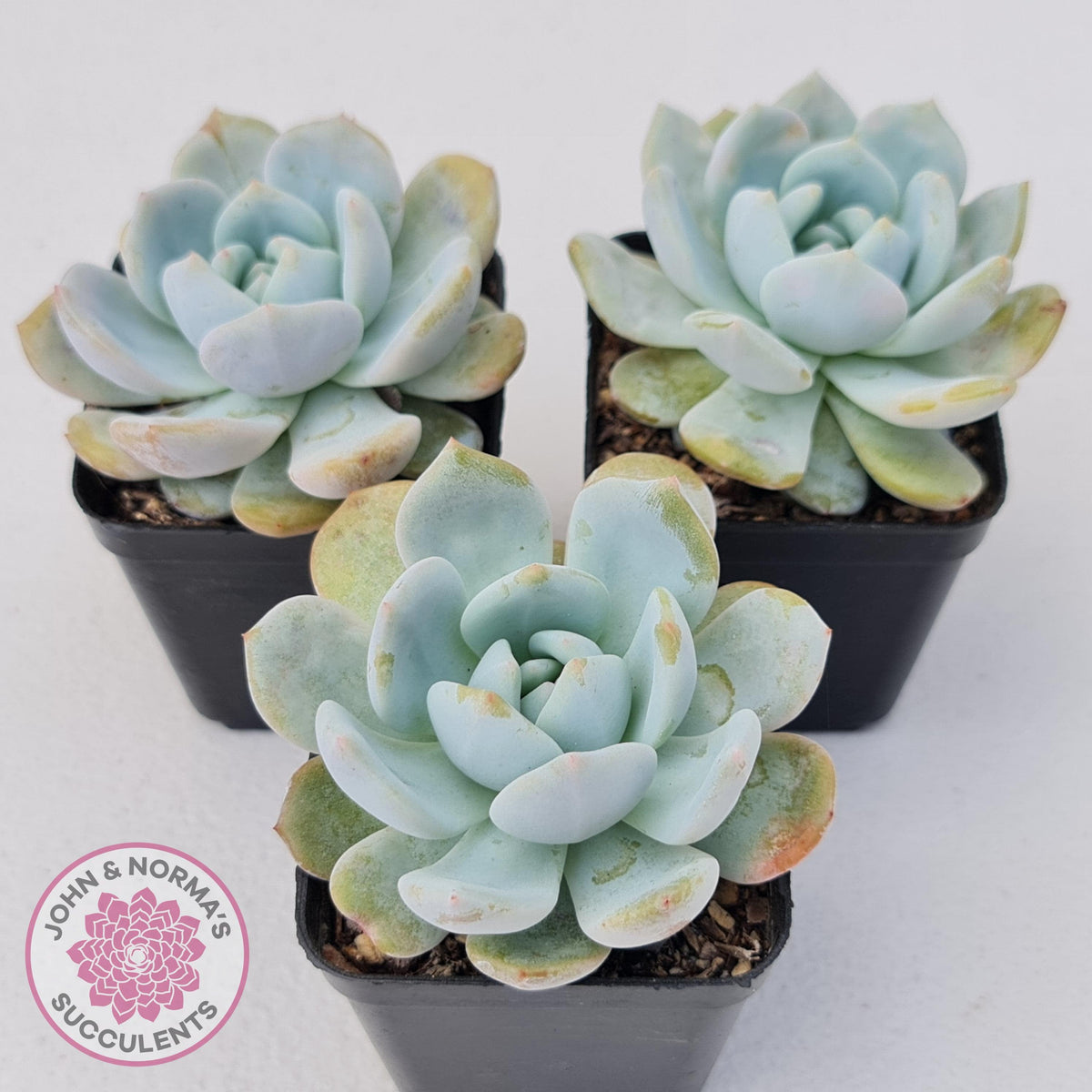 Echeveria La-Colo