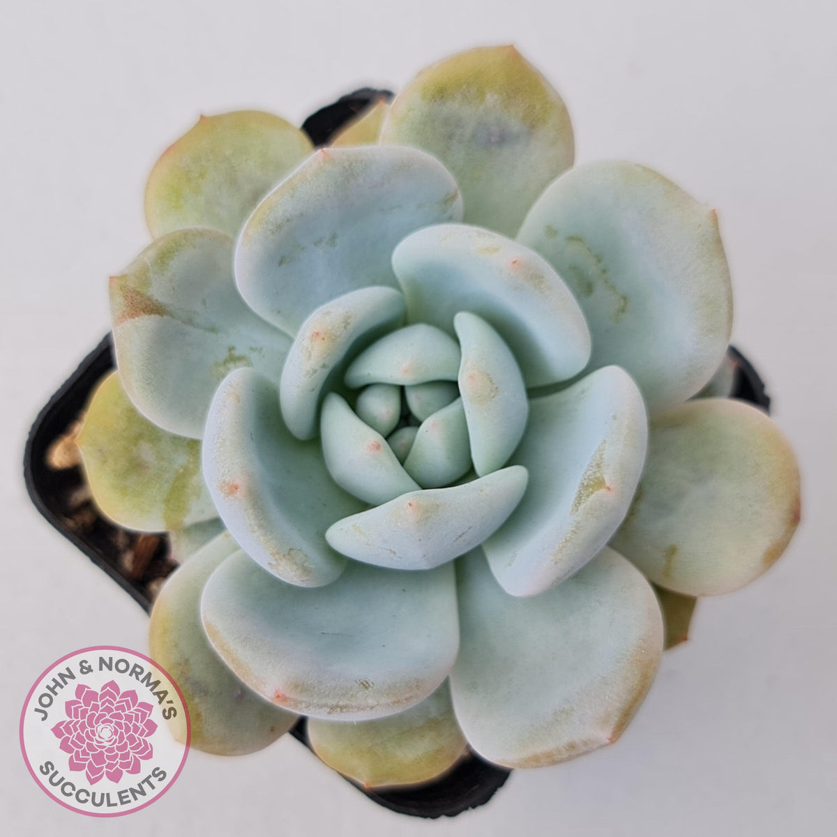 Echeveria La-Colo