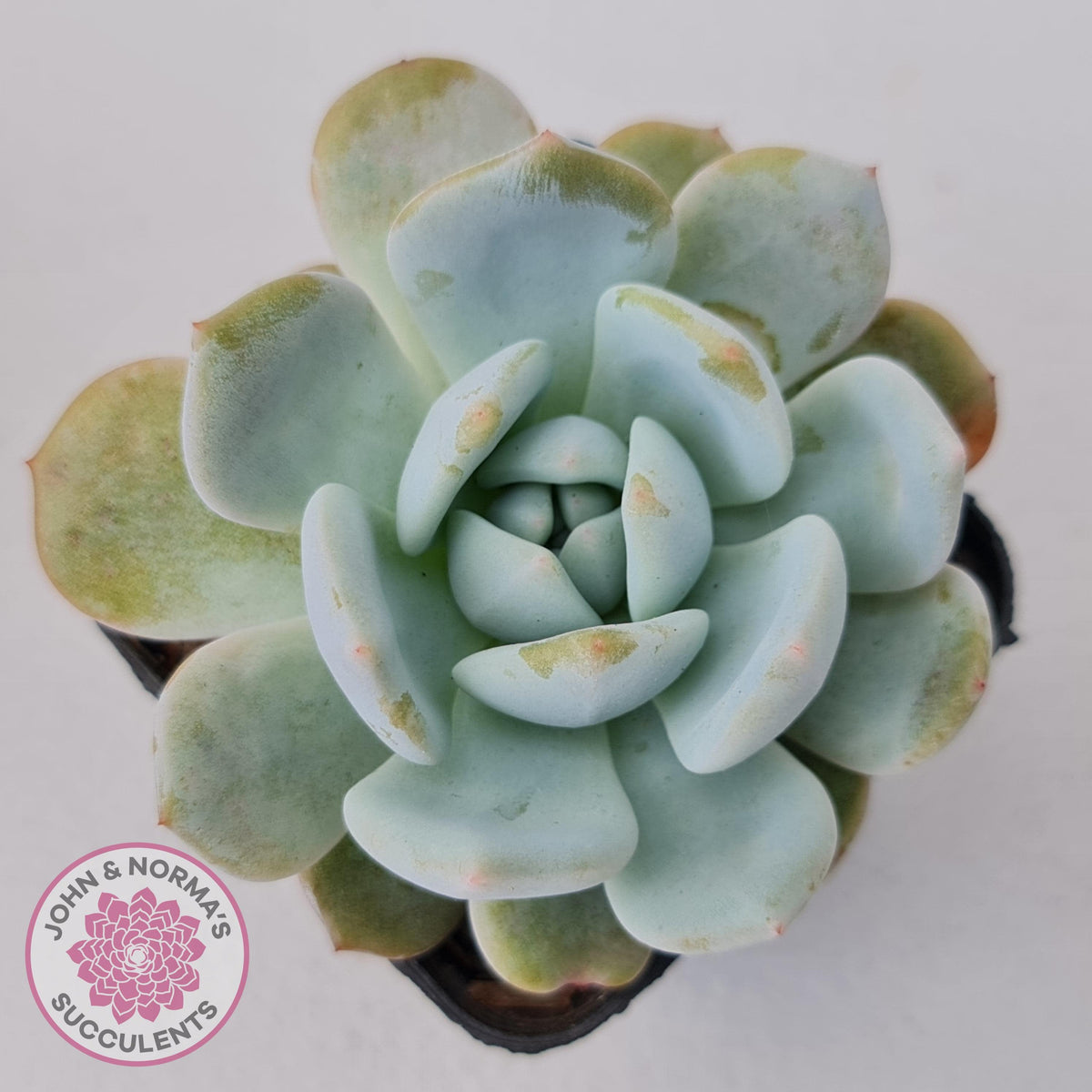 Echeveria La-Colo
