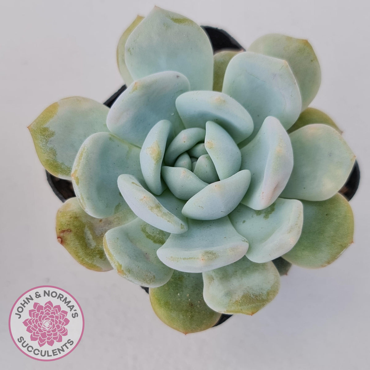 Echeveria La-Colo