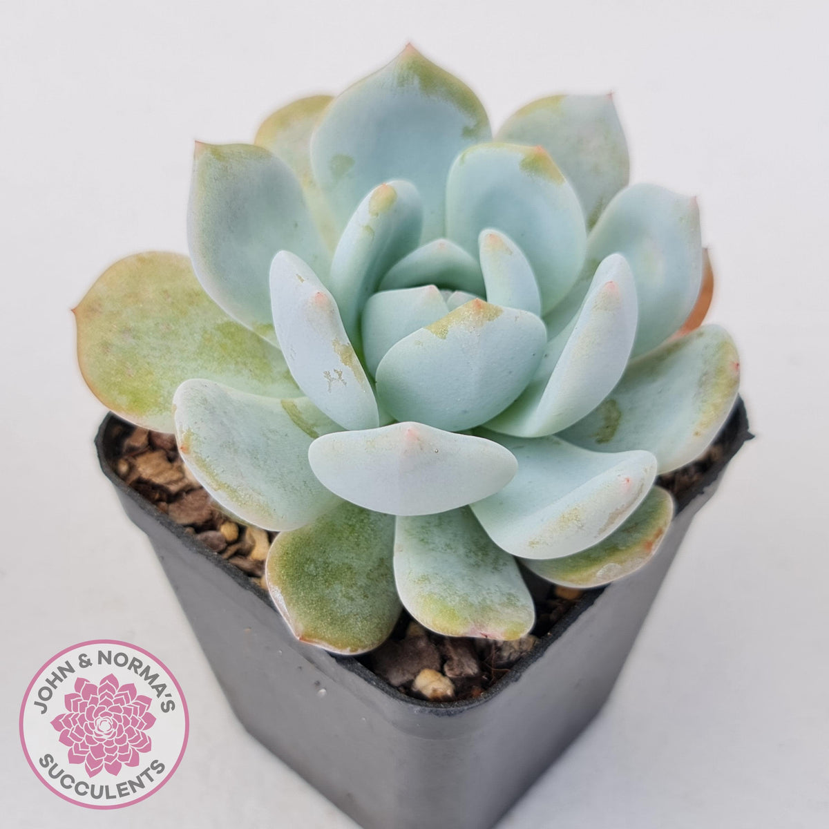 Echeveria La-Colo