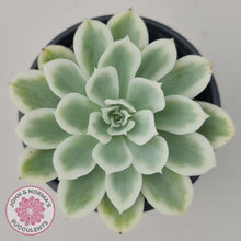 Load image into Gallery viewer, Echeveria Lemon Rose Variegated - John & Norma's Succulents