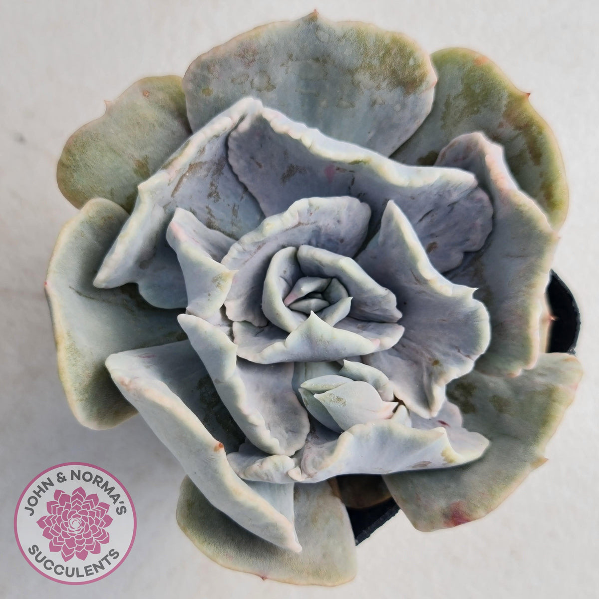 Echeveria Lilacina Monstrose