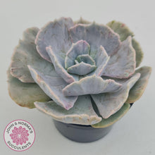 Load image into Gallery viewer, Echeveria Lilacina Monstrose - 90mm Large - John & Norma's Succulents Australia