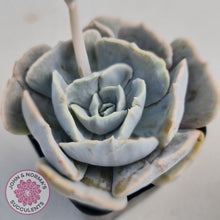 Load image into Gallery viewer, Echeveria Lilacina Monstrose - John & Norma's Succulents