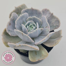 Load image into Gallery viewer, Echeveria Lilacina Monstrose - 90mm Large - John & Norma's Succulents Australia