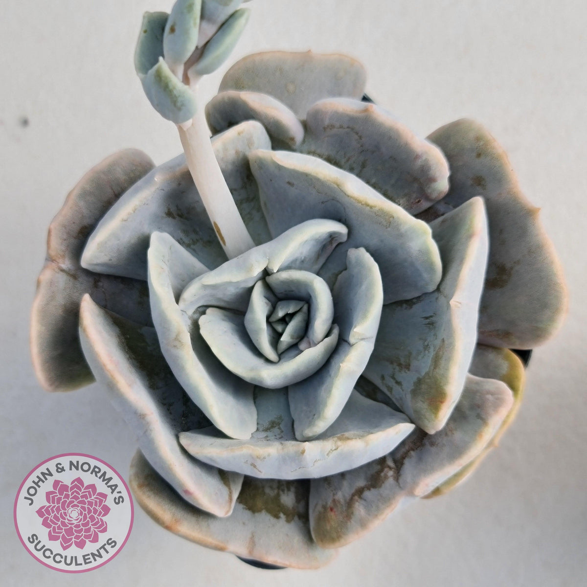 Echeveria Lilacina Monstrose