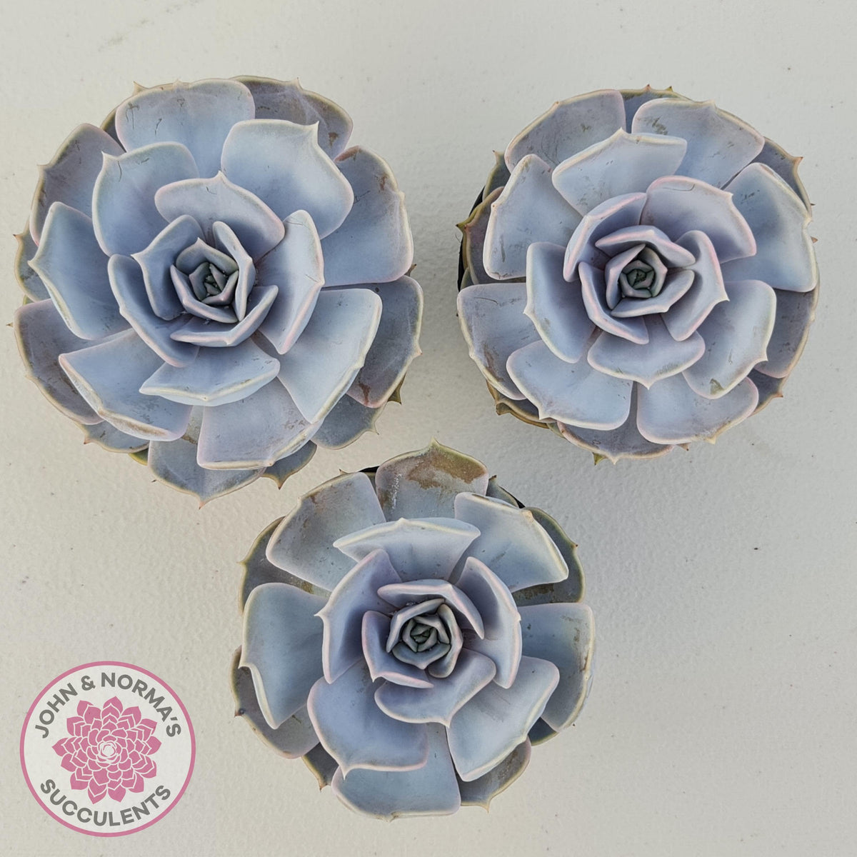 Echeveria Lilacina - 90mm Large