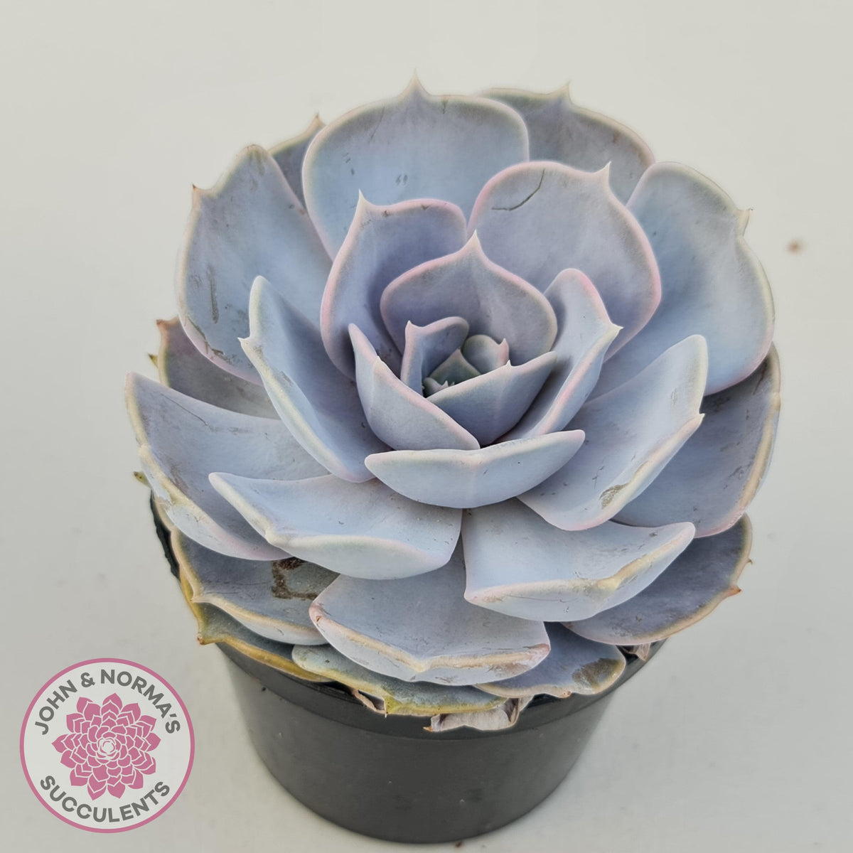 Echeveria Lilacina - 90mm Large