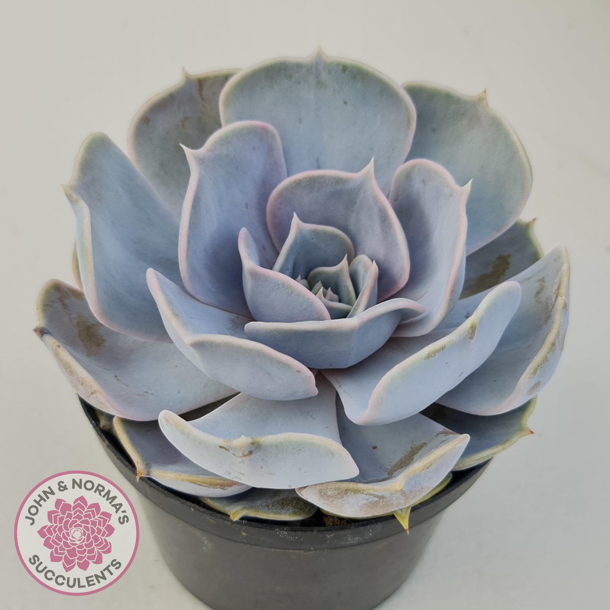Echeveria Lilacina - 90mm Large
