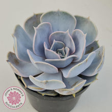 Load image into Gallery viewer, Echeveria Lilacina - 90mm Large - John & Norma's Succulents Australia