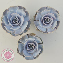 Load image into Gallery viewer, Echeveria Lilacina - 90mm Large - John & Norma's Succulents Australia