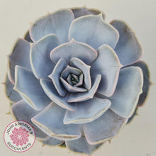 Load image into Gallery viewer, Echeveria Lilacina - 90mm Large - John & Norma's Succulents Australia