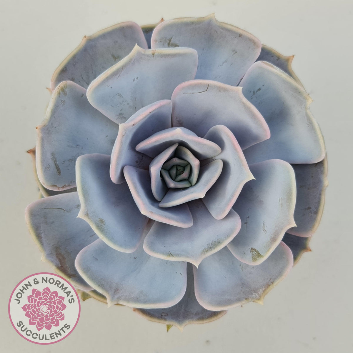 Echeveria Lilacina - 90mm Large