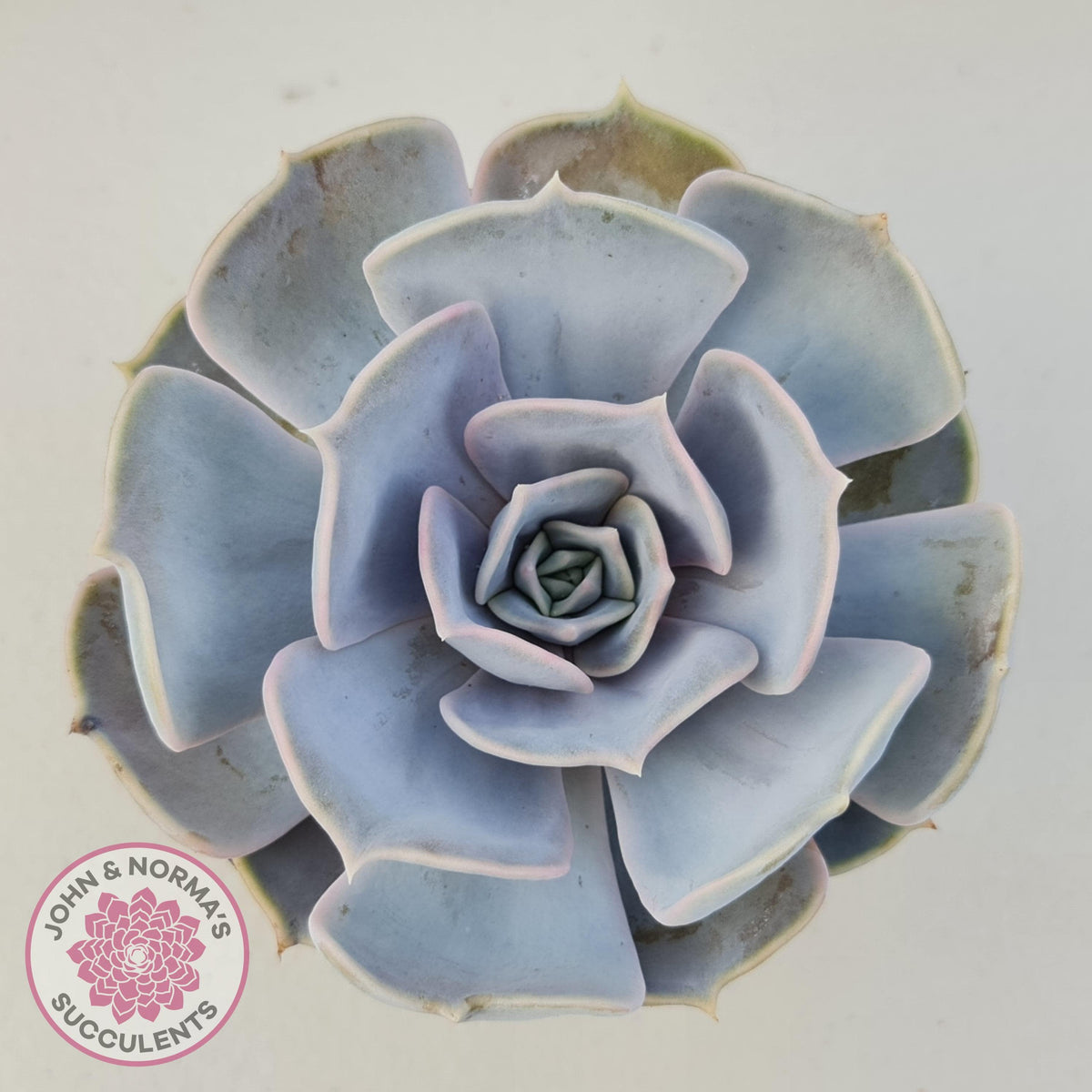 Echeveria Lilacina - 90mm Large