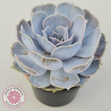 Load image into Gallery viewer, Echeveria Lilacina - 90mm Large - John & Norma's Succulents Australia