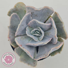 Load image into Gallery viewer, Echeveria Lilacina Monstrose - 90mm Large - John & Norma's Succulents Australia