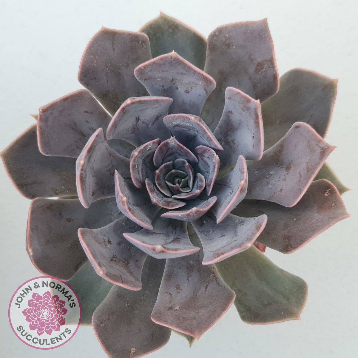 Echeveria 'Linda Jean'