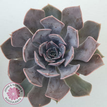 Load image into Gallery viewer, Echeveria 'Linda Jean'