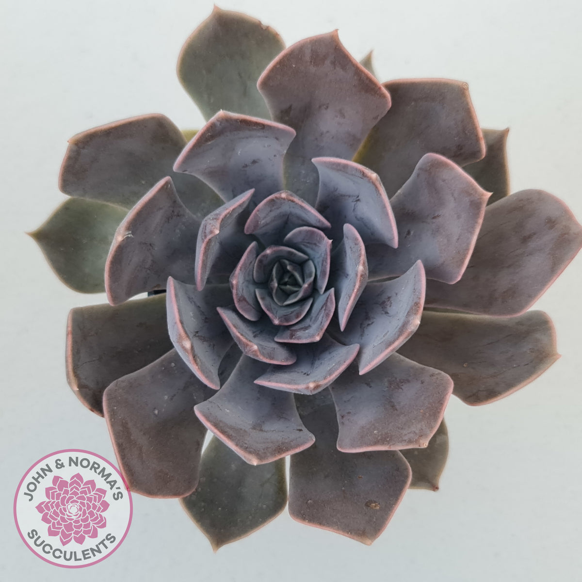 Echeveria 'Linda Jean'