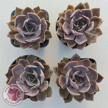 Load image into Gallery viewer, Echeveria 'Linda Jean'
