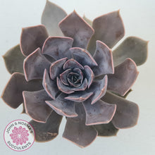 Load image into Gallery viewer, Echeveria 'Linda Jean'