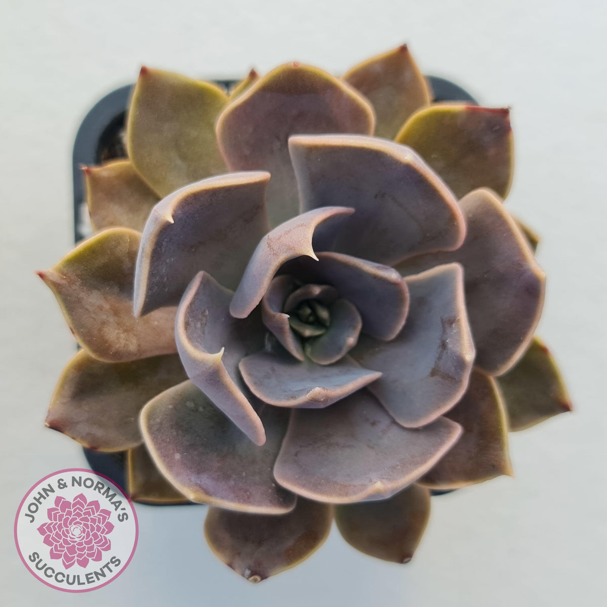 Echeveria 'Linda Jean'