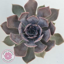 Load image into Gallery viewer, Echeveria 'Linda Jean'