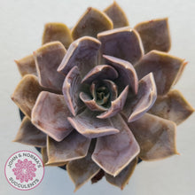 Load image into Gallery viewer, Echeveria 'Linda Jean'