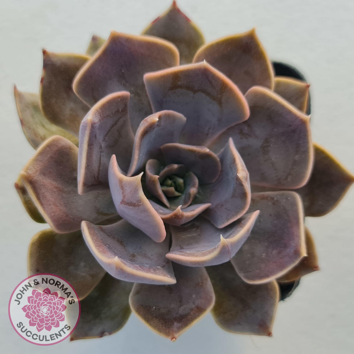 Echeveria 'Linda Jean'