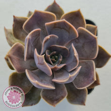 Load image into Gallery viewer, Echeveria 'Linda Jean'