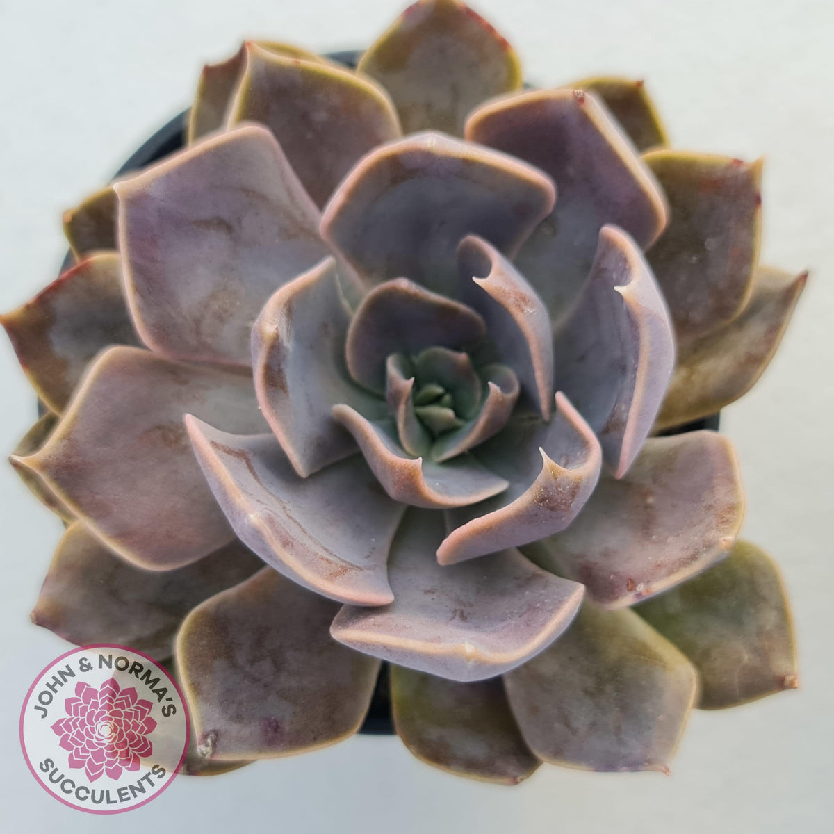 Echeveria 'Linda Jean'