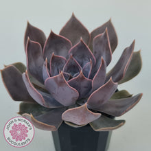 Load image into Gallery viewer, Echeveria 'Linda Jean'