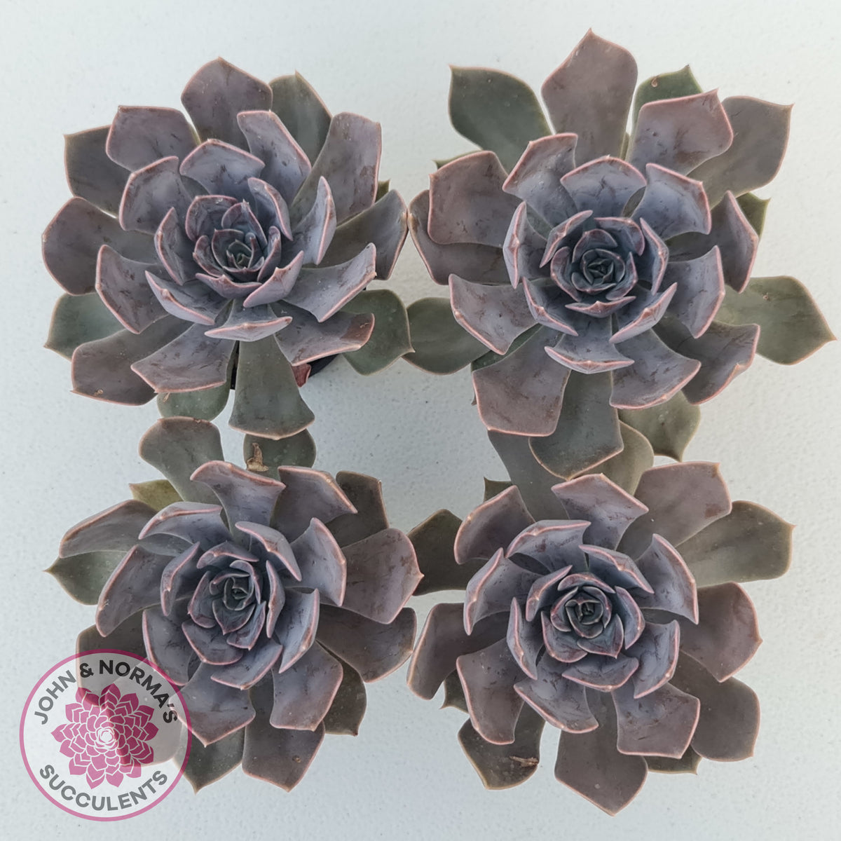 Echeveria 'Linda Jean'