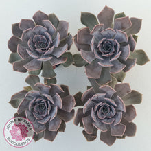Load image into Gallery viewer, Echeveria 'Linda Jean'