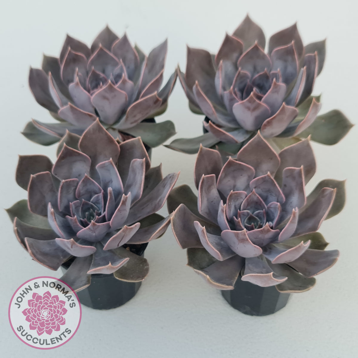Echeveria 'Linda Jean'